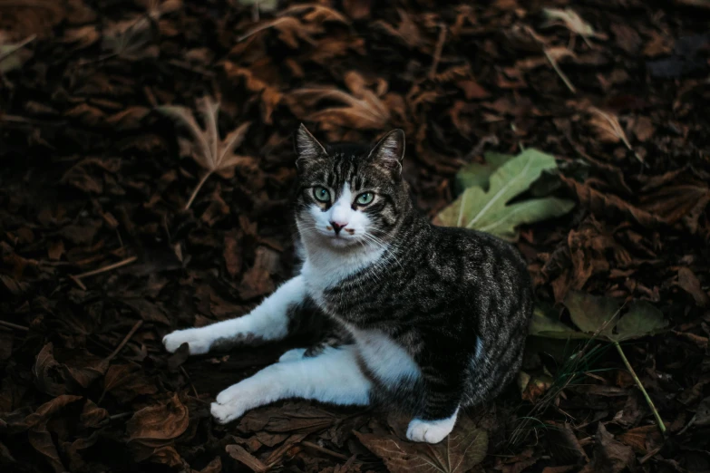 an adorable kitten is sitting in some leaves