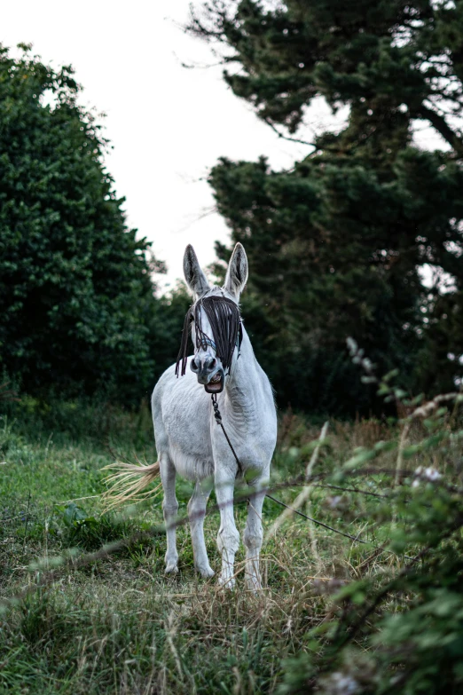 a pony is standing in a field of tall grass and trees