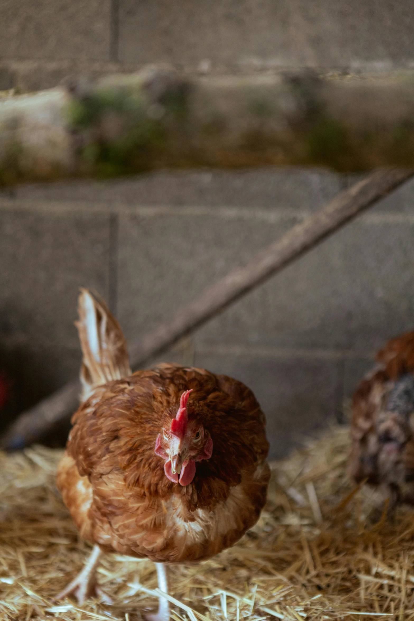 chicken standing on straw in an outdoor barn