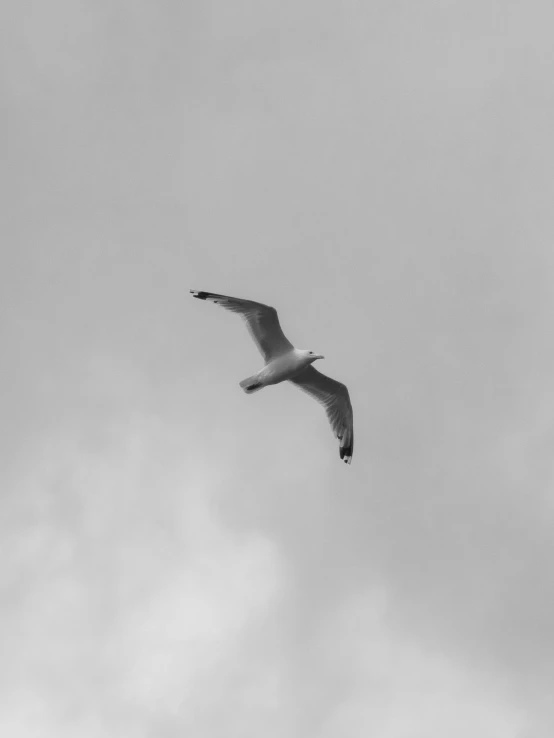 a black and white po of a bird flying