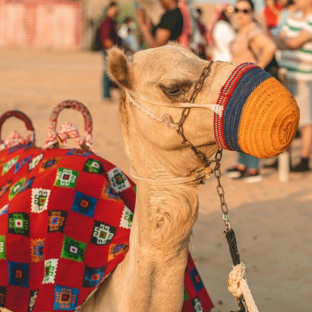 a camel is adorned with a blanket and a bag