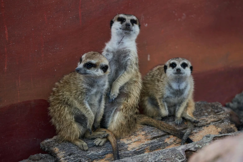 three meerkats standing on top of each other