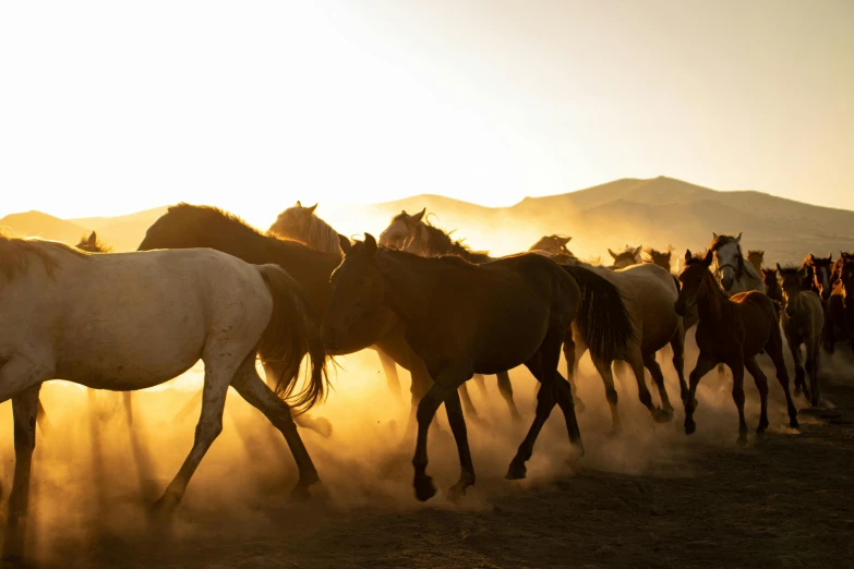 several horses running in the dirt during the sunrise