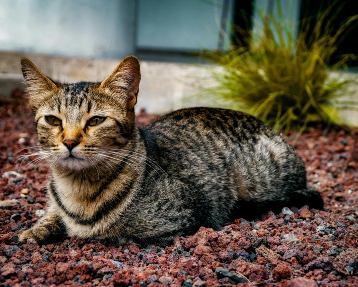 cat laying on rocks in front of plant