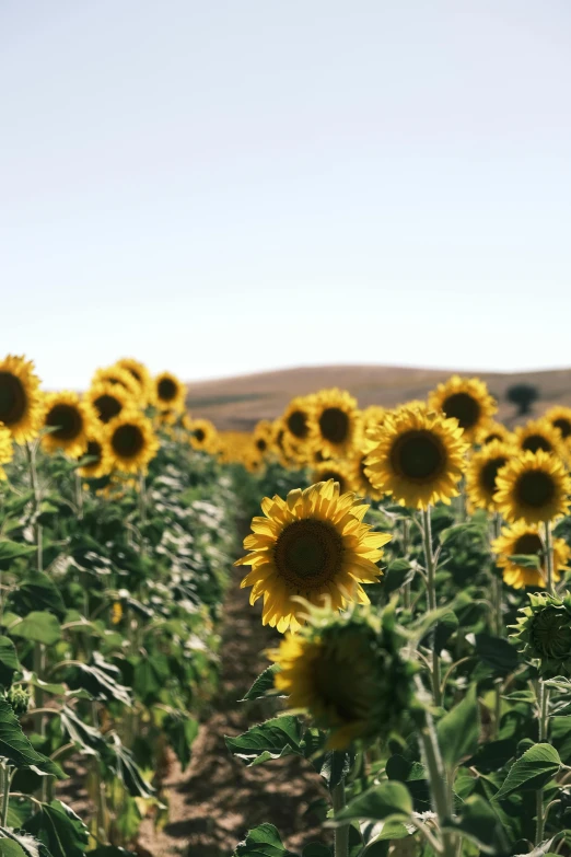 a field of sunflowers on the horizon with a blue sky in the background