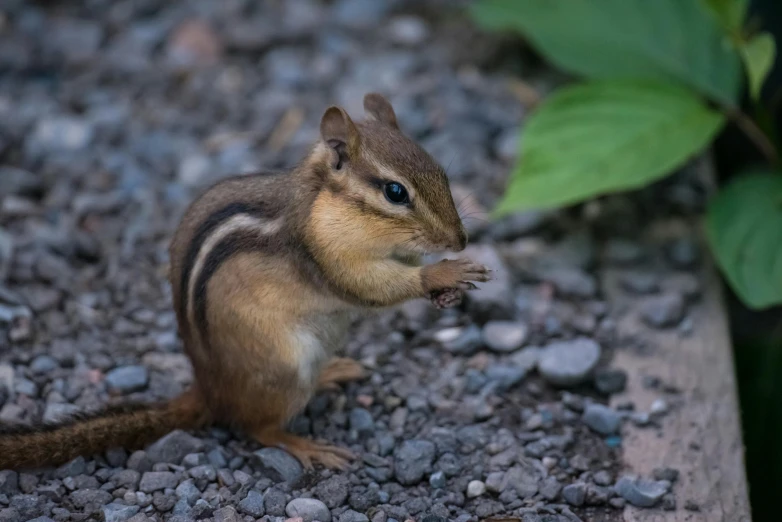 a brown chipper sitting on top of a gravel field