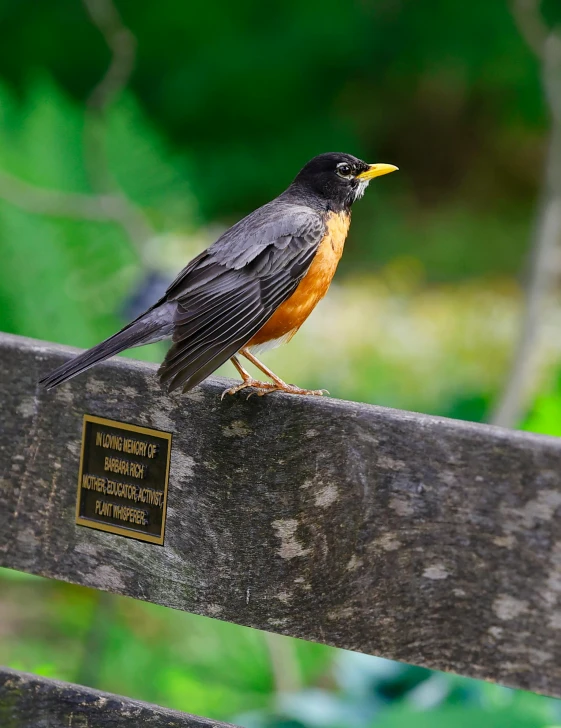 a bird sits on a wooden bench with a plaque