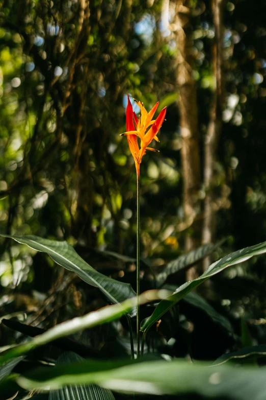 a bright orange flower stands between many green plants