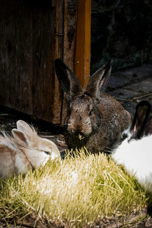 two small white and brown rabbit in grass next to a wooden building