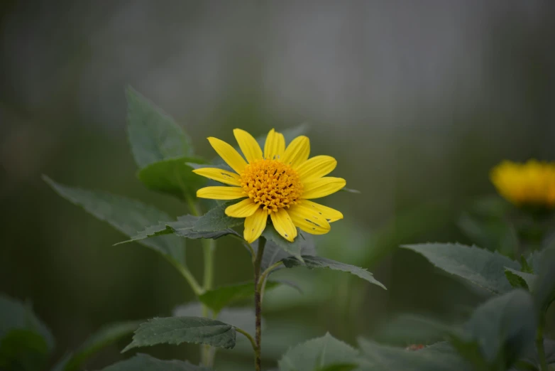 yellow flower with dark green leaves in the background