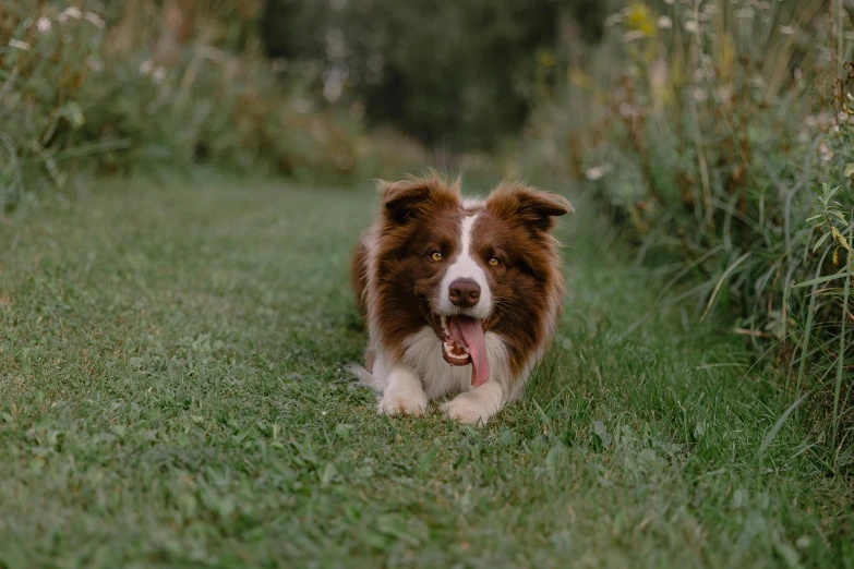 a small brown and white dog sitting in the grass