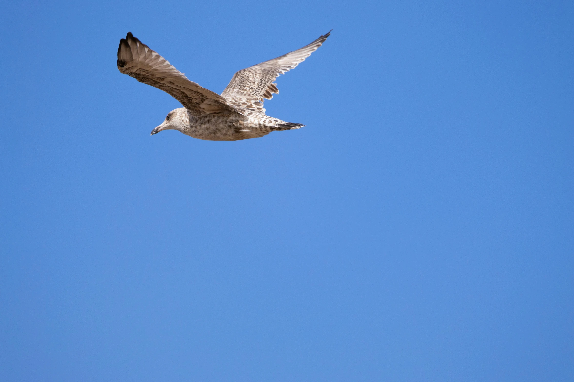 a bird is flying in the sky with it's wings spread