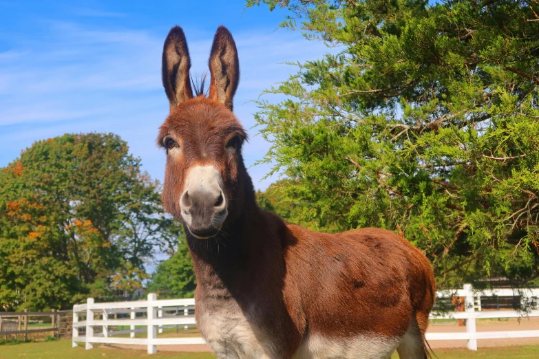 this is an image of a donkey looking at the camera