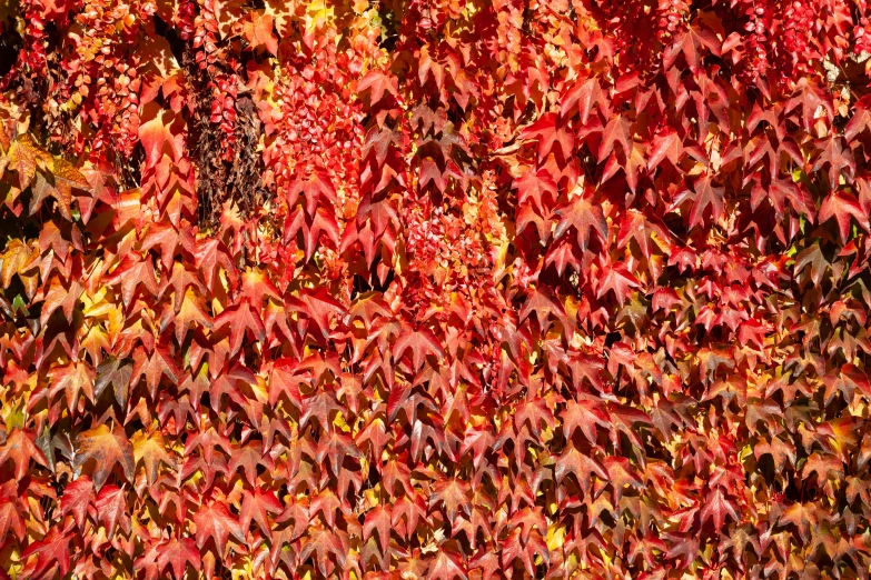 an abstract pograph of leaves on a bush