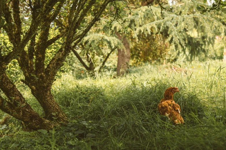 an image of a chicken sitting in the grass