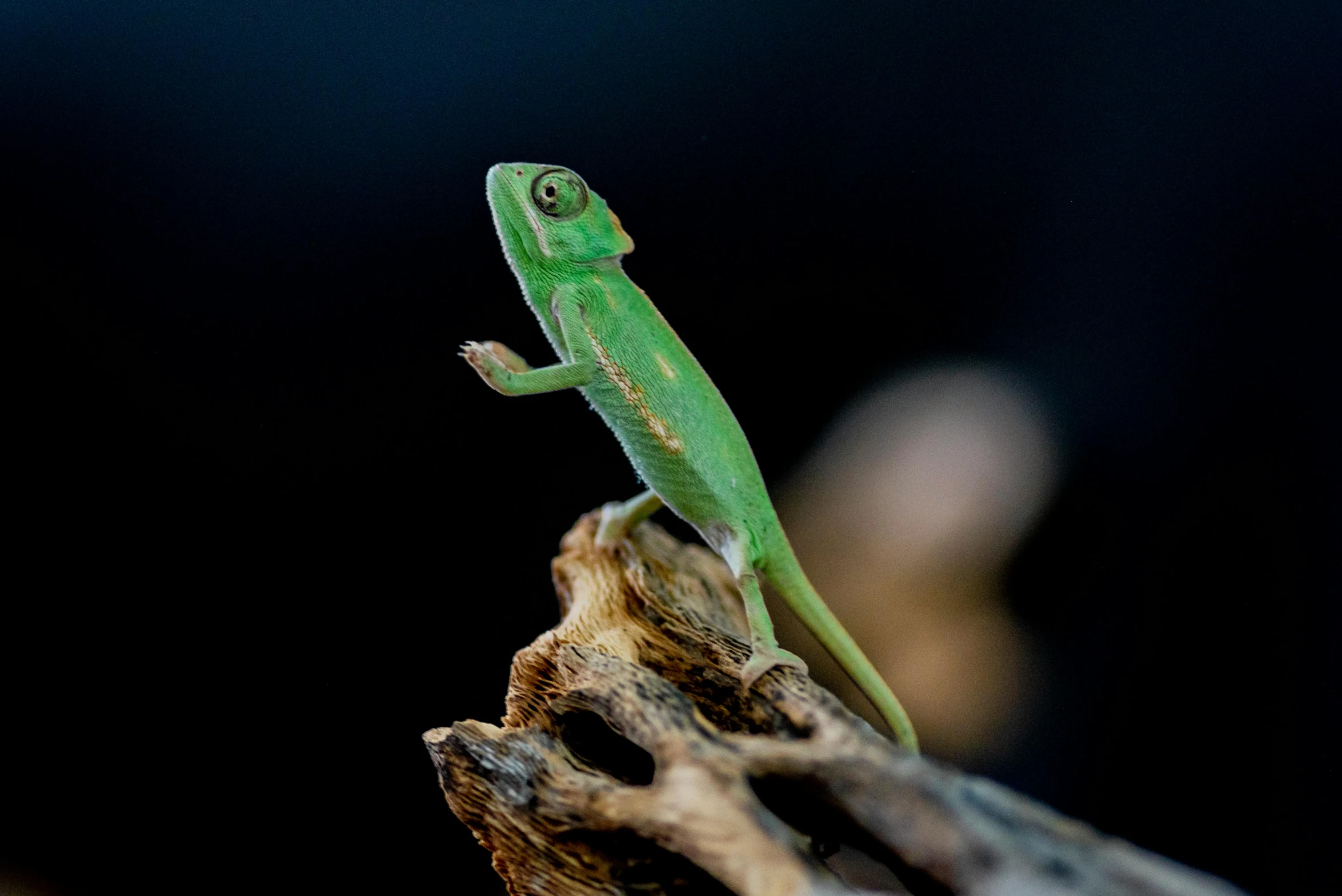 a green lizard sitting on top of a tree nch