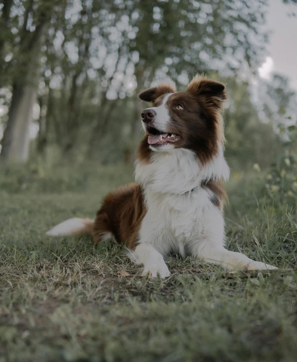 the dog is sitting down in the grass