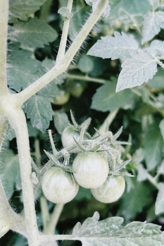 three green tomatoes that are growing on a plant