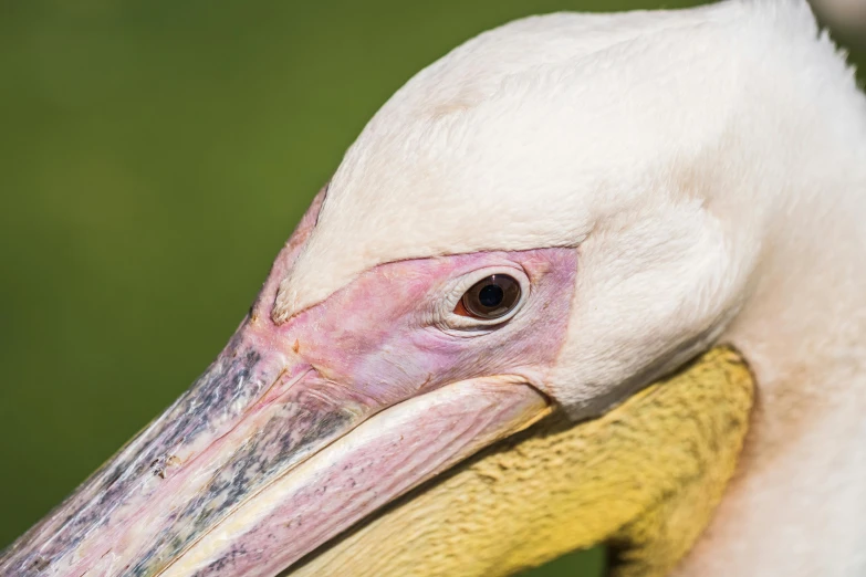 a large white pelican wearing a black crown