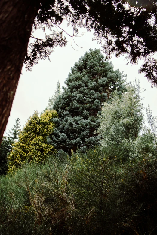 trees in the distance as seen through a tall window