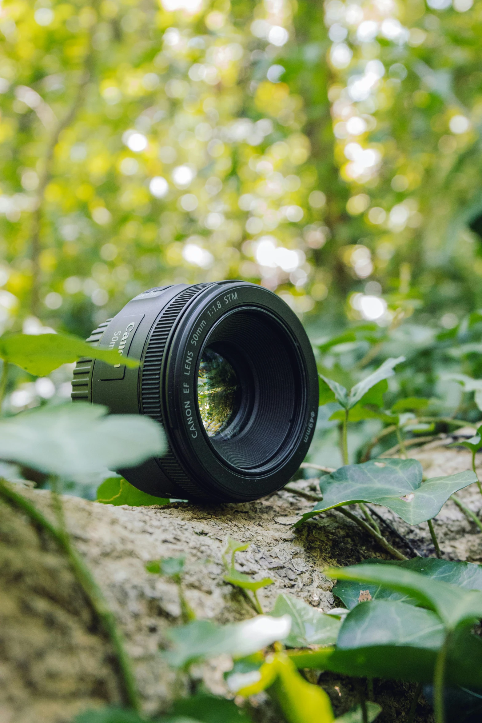 camera lens on a log in the forest