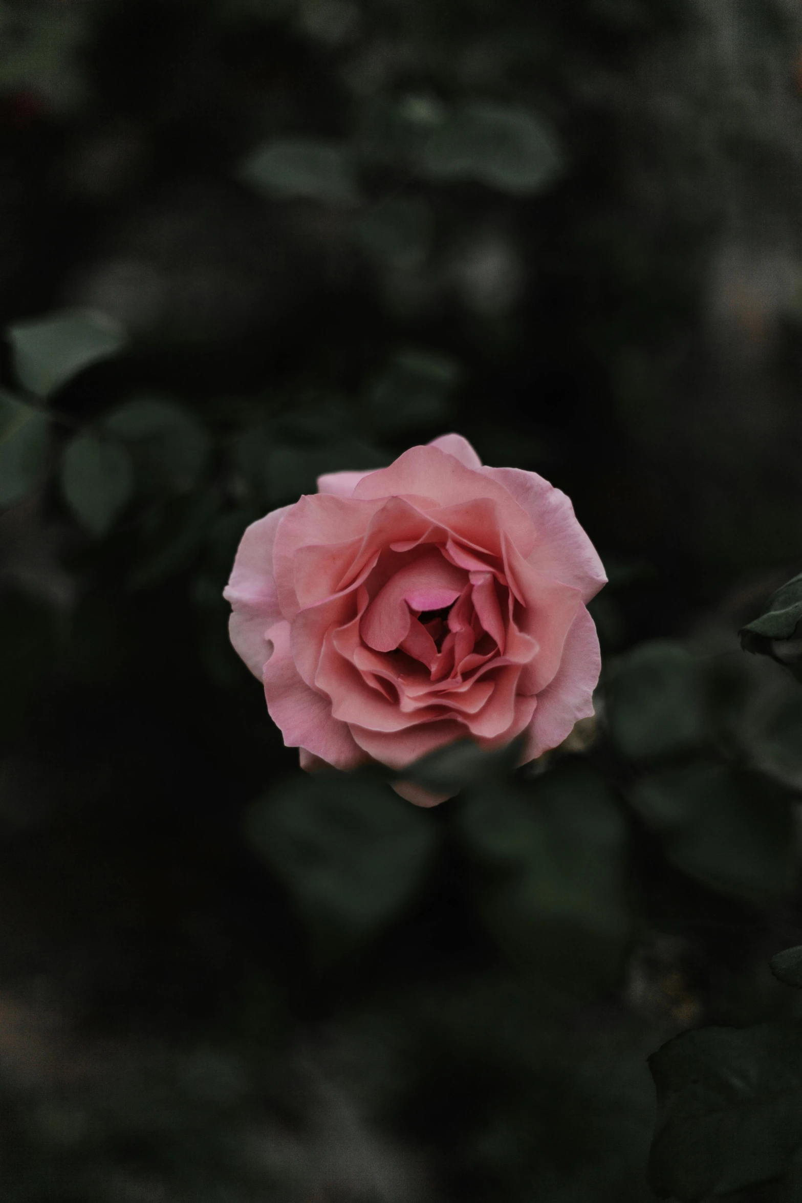 the bloom of this rose stands out against the background