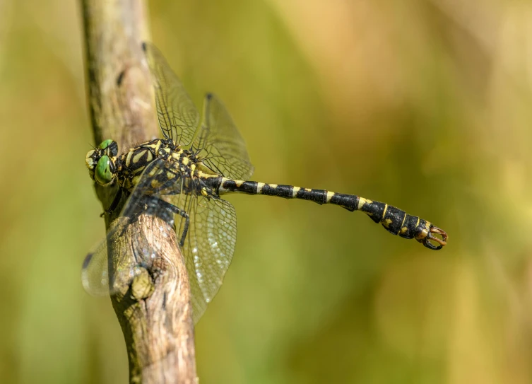 a small dragonfly rests on a leaf nch