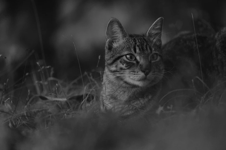 a black and white po of a cat in the grass