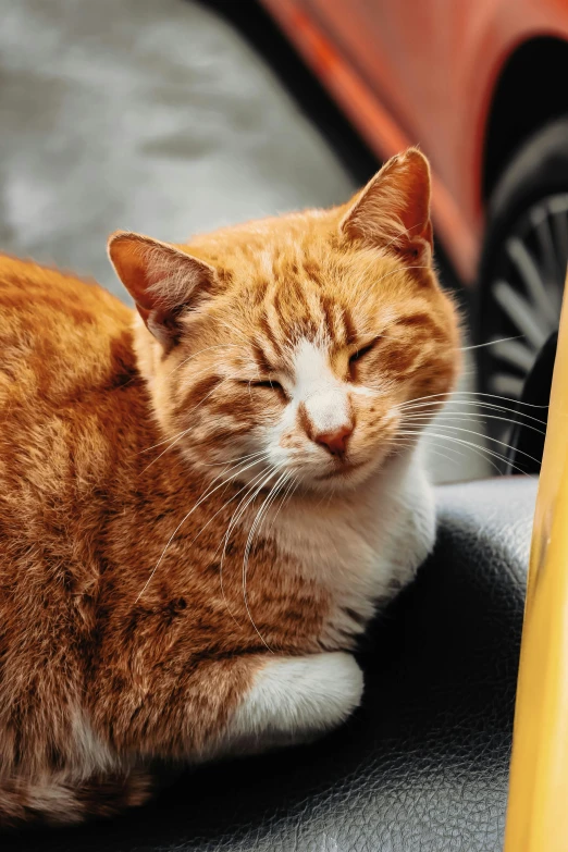 an orange tabby cat laying on the dash board of a car