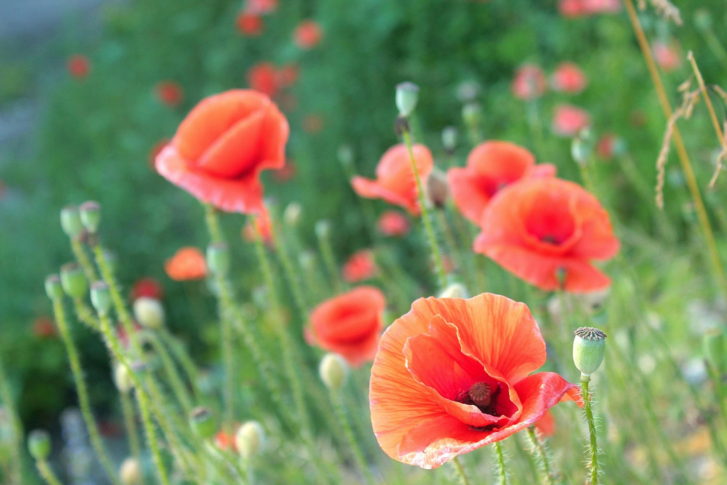 red poppies are growing among the greenery