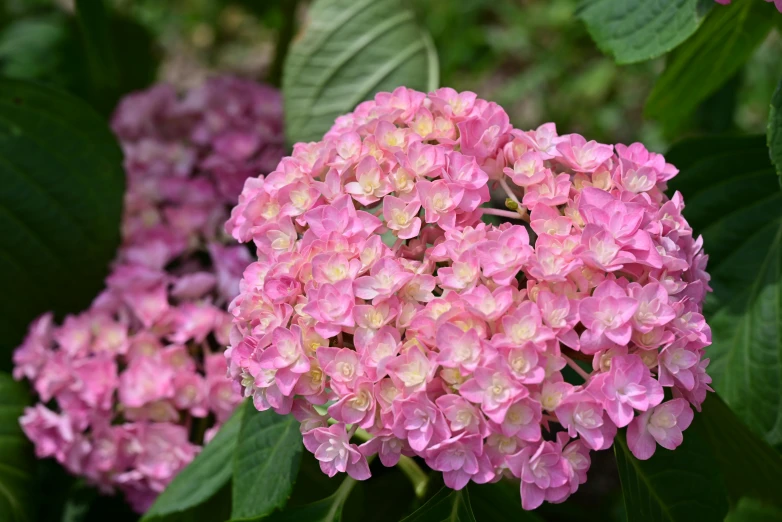 a bunch of pink flowers that are in the garden