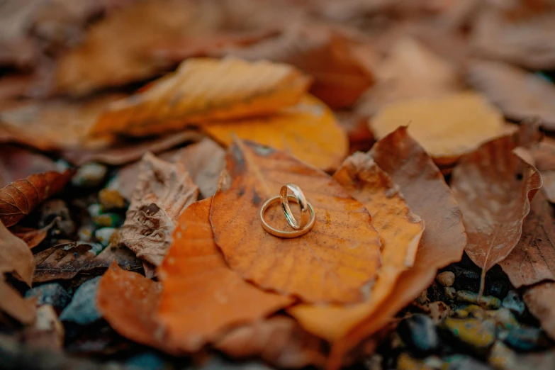 a wedding ring sits in the leaves on the ground