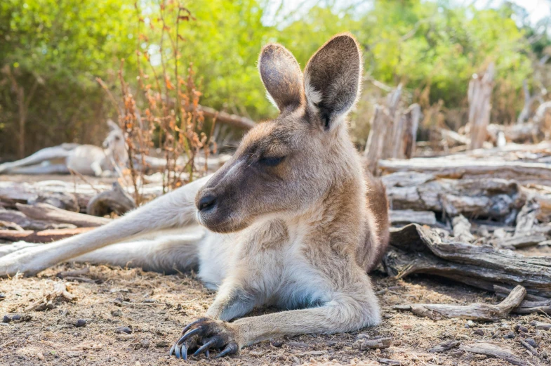 a small kangaroo rests in the shade as it looks out over the land