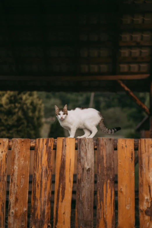 a cat walking on top of a wooden rail