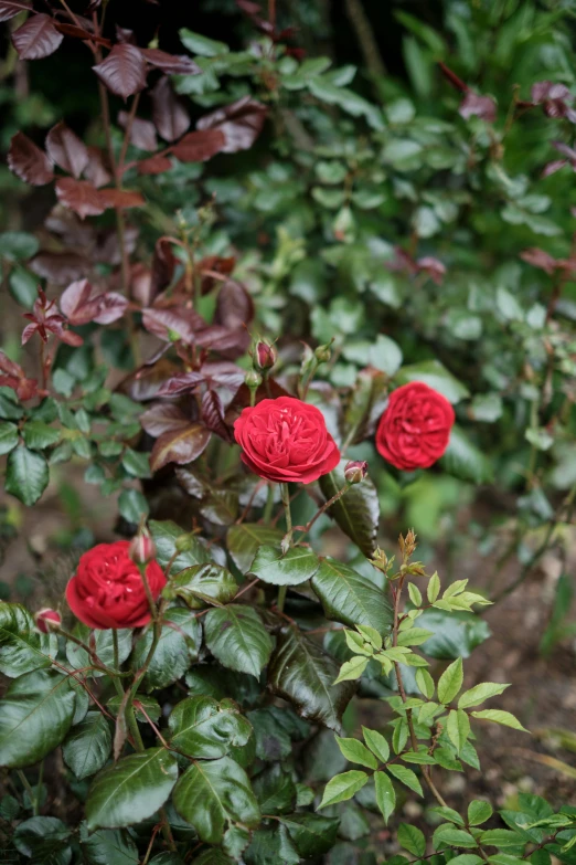 a bush of red roses grows alongside a bush