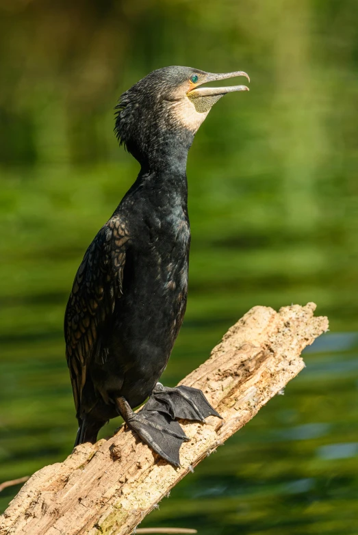 a bird perched on a tree limb in front of water