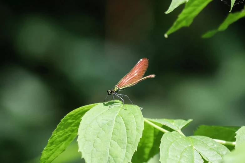 an insect that is sitting on top of some leaves