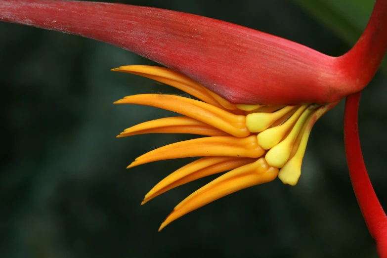 the flower head and stamen of a flower