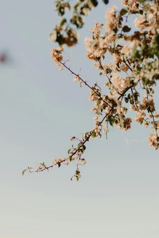 a bird flying over the top of flowers