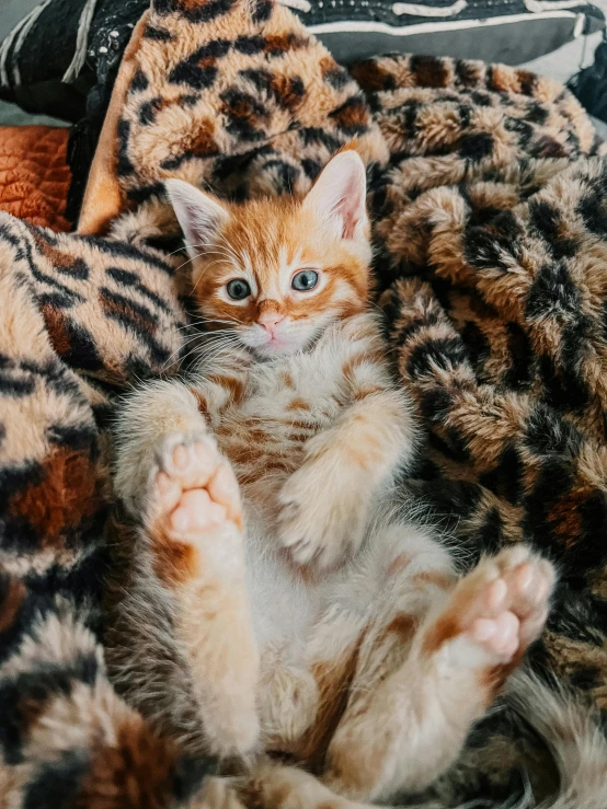 an adorable little kitten sits on the fur