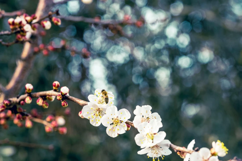 white flowers in bloom with bee on them