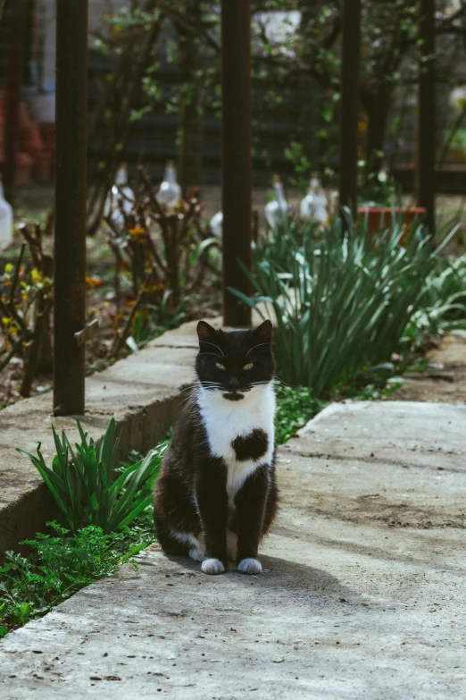 a black and white cat sitting down on the ground