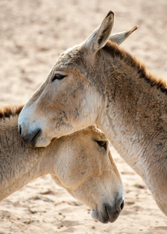 two donkeys are rubbing noses in their natural environment