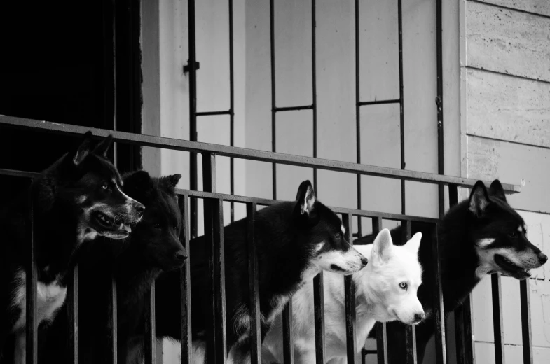 a group of dogs standing next to each other