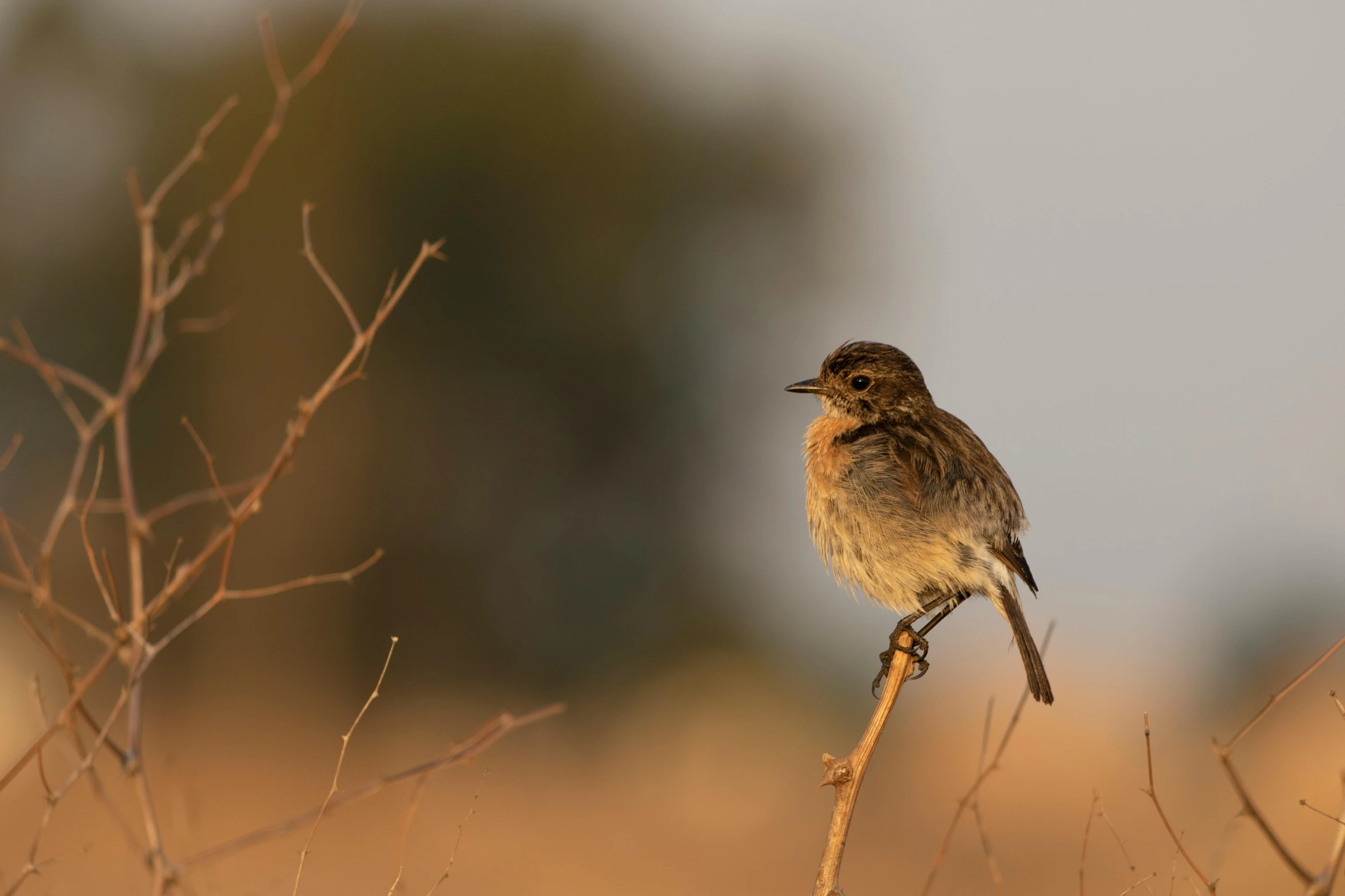 a small bird perched on a twig in front of trees