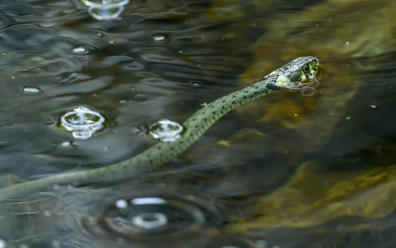 a snake is shown in the water on its hind legs