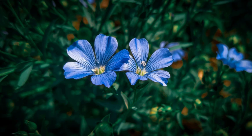 blue flowers that are very nice on them