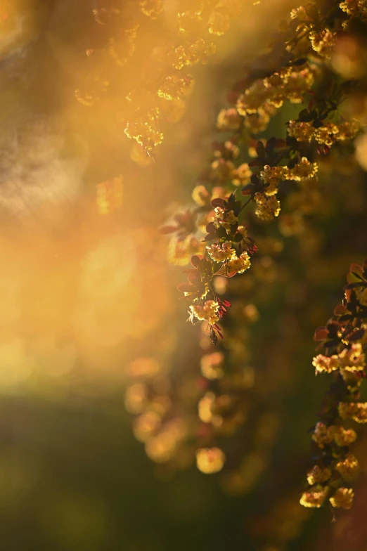 the sun shines on some flowers in the background