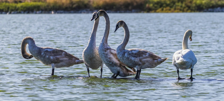 four swan are standing in the water with one standing in the middle of each