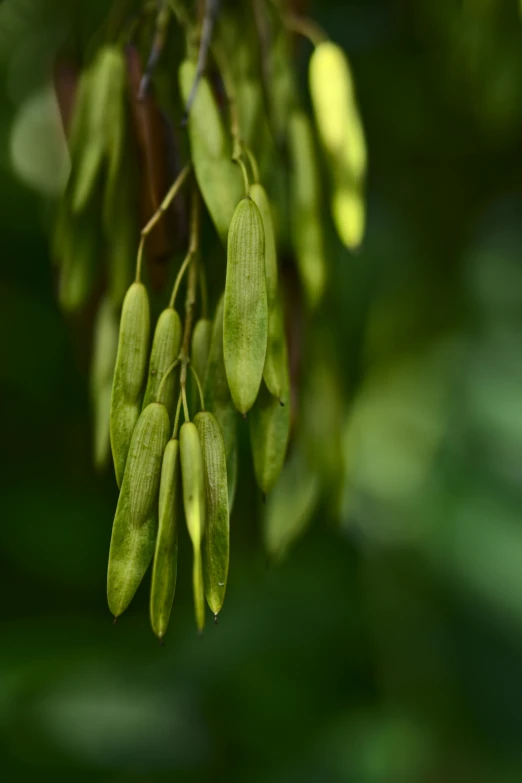 a green nch with small green seed pods on it